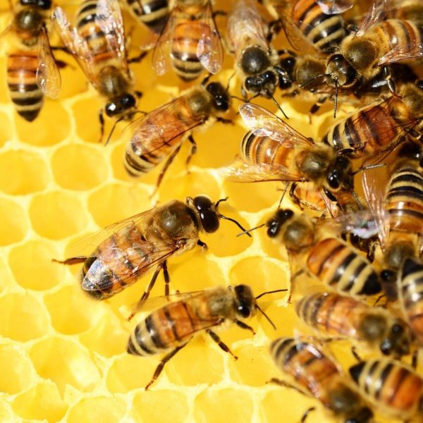 Coque cire abeille Melicare